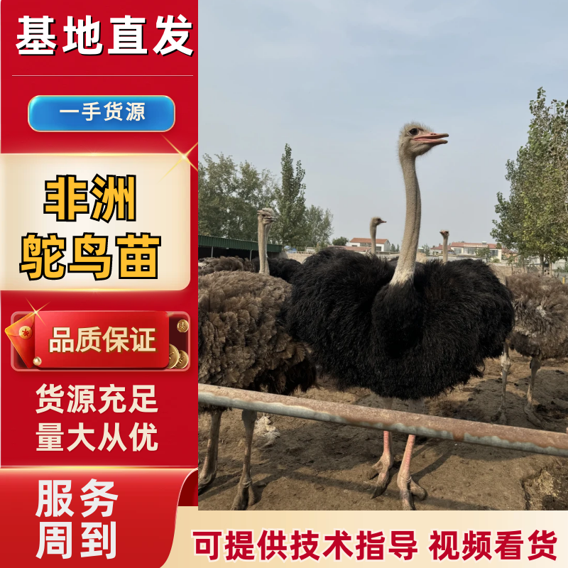 山东济南鸵鸟苗，自家养殖价格优惠，疫苗齐全，成活率高