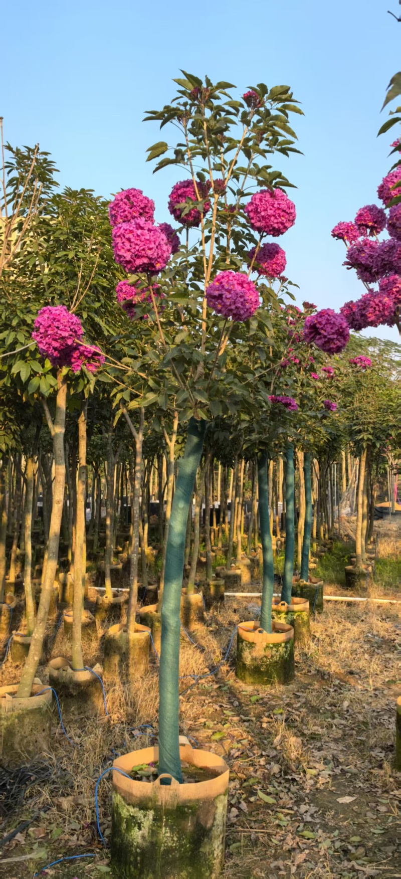 紫花风铃木绣球大量有货各种规格齐全可电联