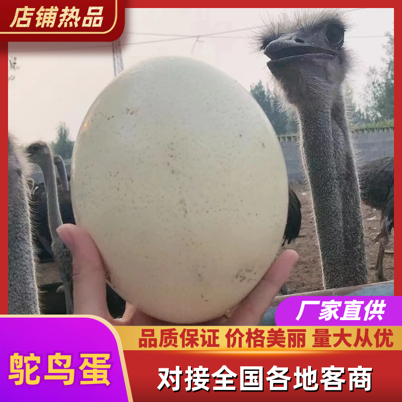 山东济南新鲜鸵鸟蛋，自家养殖，坏单包赔，价格优惠全国发货