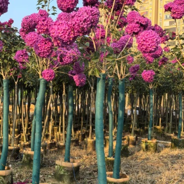 紫花风铃木绣球大量有货各种规格齐全可电联