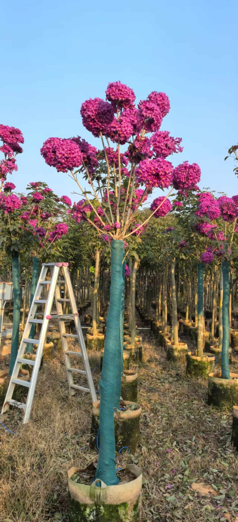 紫花风铃木绣球大量有货各种规格齐全可电联