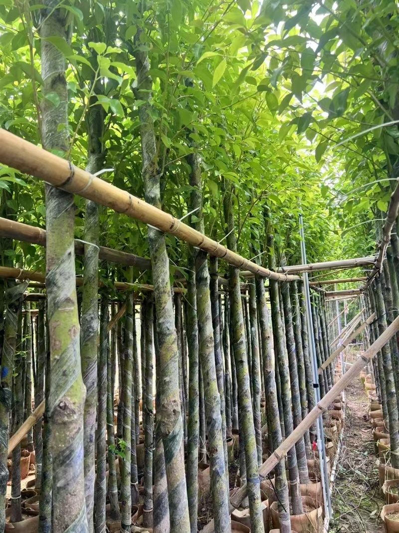 香樟树长期供应产地直供大量有货对接各大平台