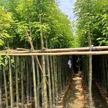 香樟树长期供应产地直供大量有货对接各大平台