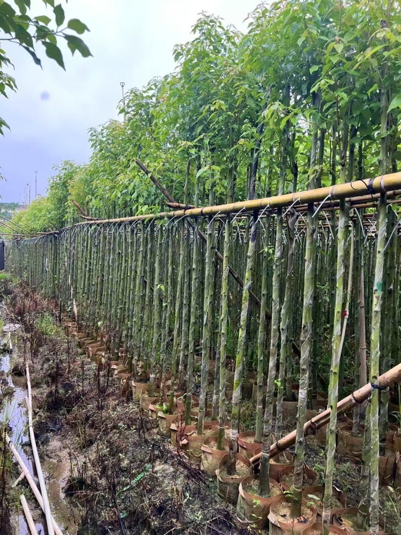 香樟树长期供应产地直供大量有货对接各大平台
