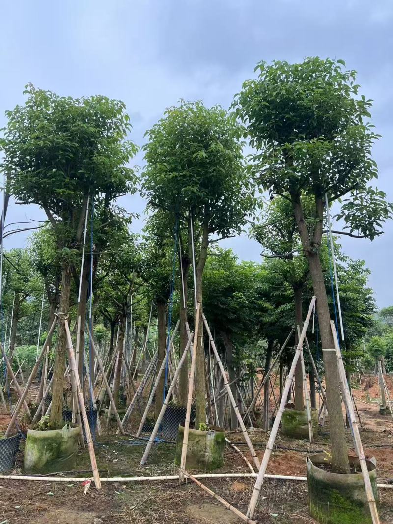 香樟树长期供应产地直供大量有货对接各大平台