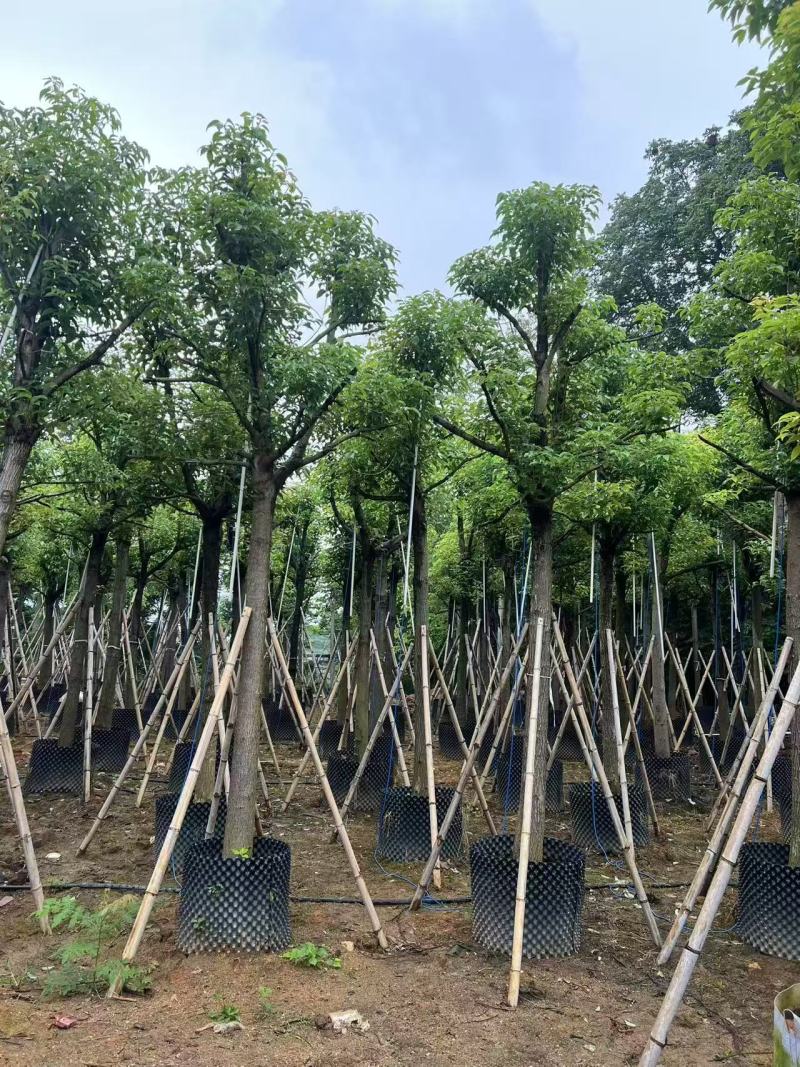 香樟树长期供应产地直供大量有货对接各大平台