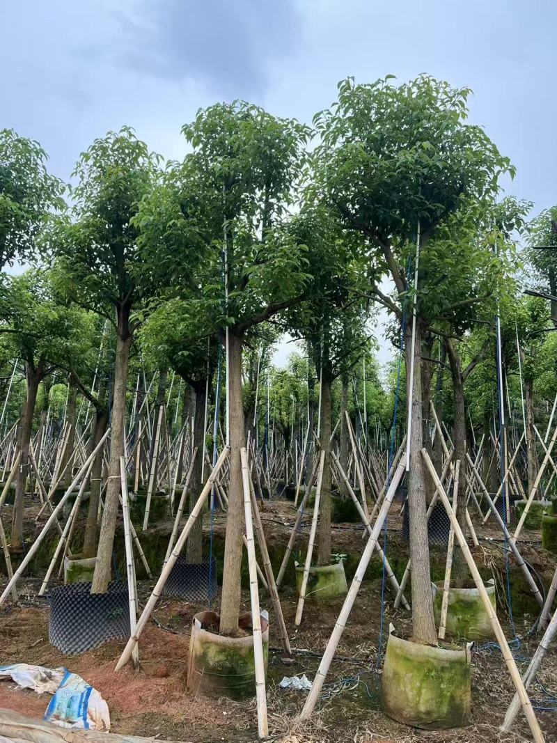 香樟树长期供应产地直供大量有货对接各大平台