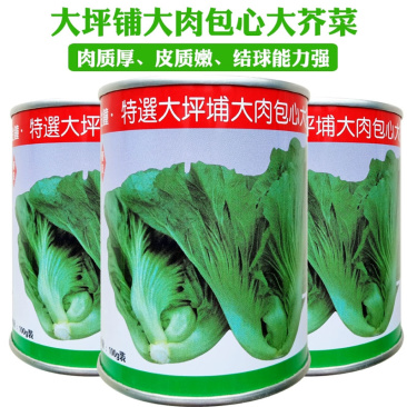 蔡兴利特选大坪埔大肉包心大芥菜种子耐热耐寒耐抽苔