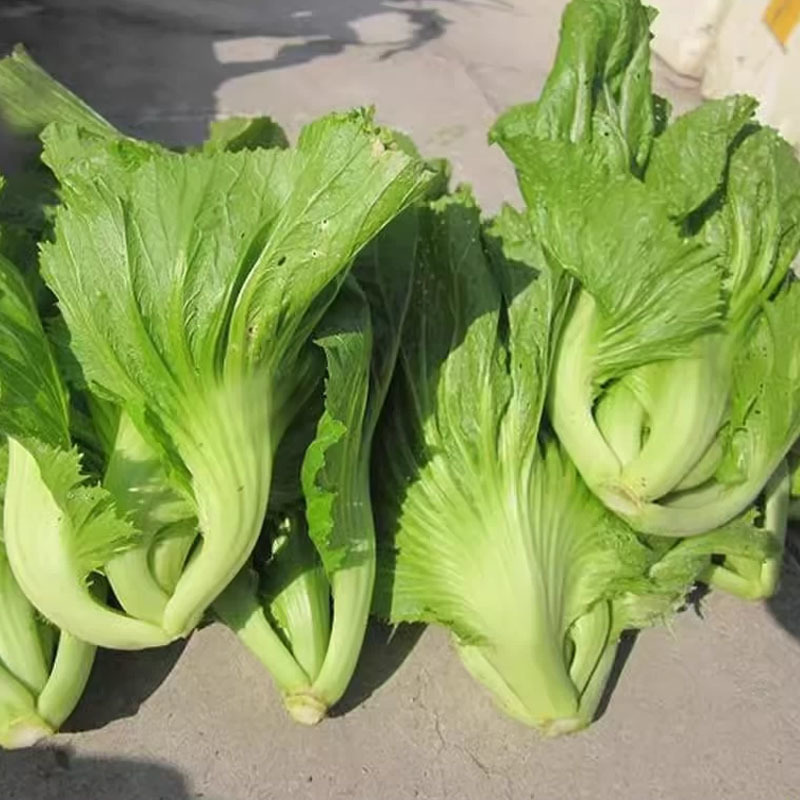 蔡兴利特选大坪埔大肉包心大芥菜种子耐热耐寒耐抽苔