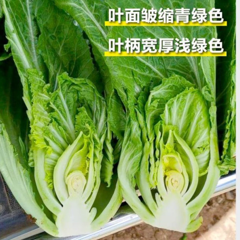 蔡兴利特选大坪埔大肉包心大芥菜种子耐热耐寒耐抽苔