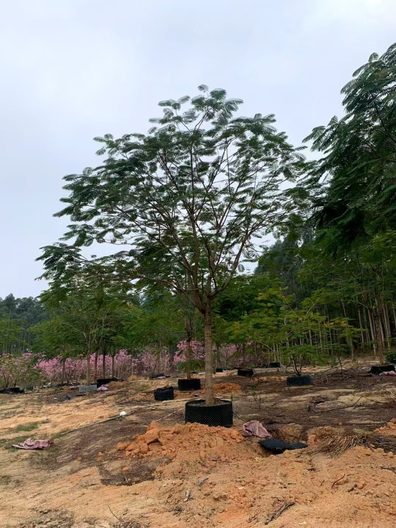 凤凰木绿化苗木规格多种类全电联详谈