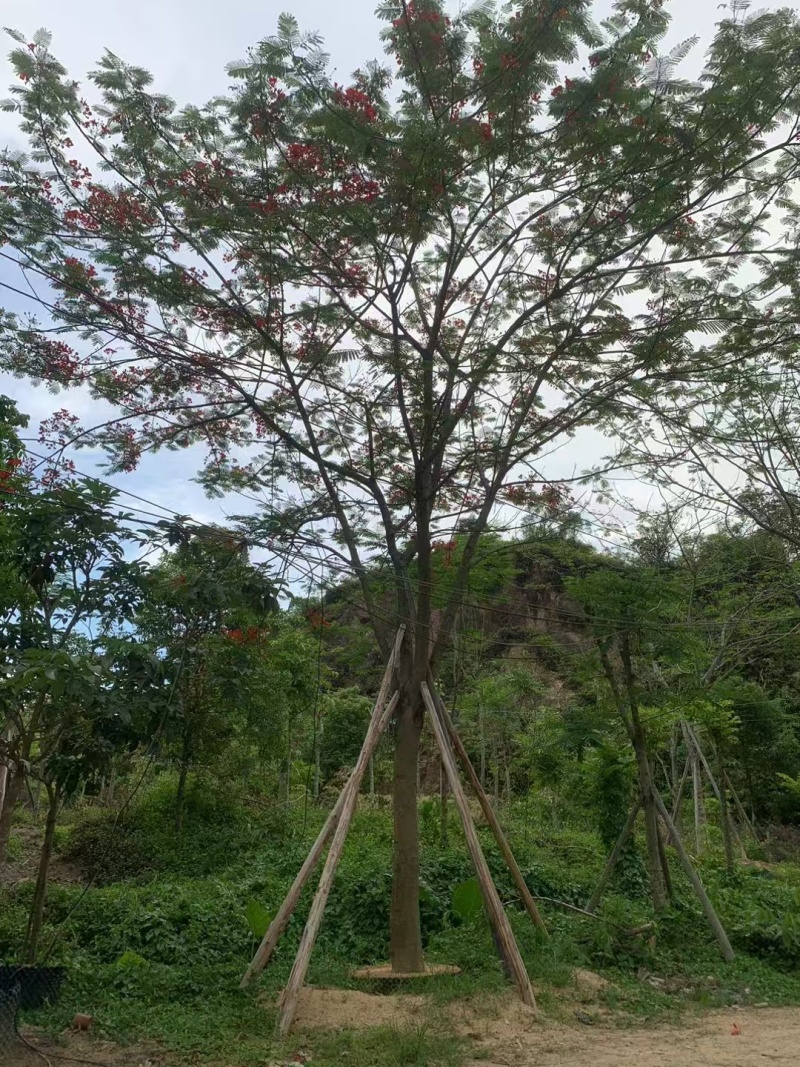 凤凰木绿化苗木规格多种类全电联详谈