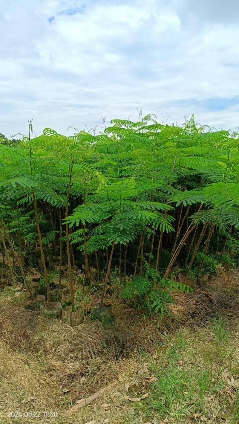 凤凰木绿化苗木规格多种类全电联详谈