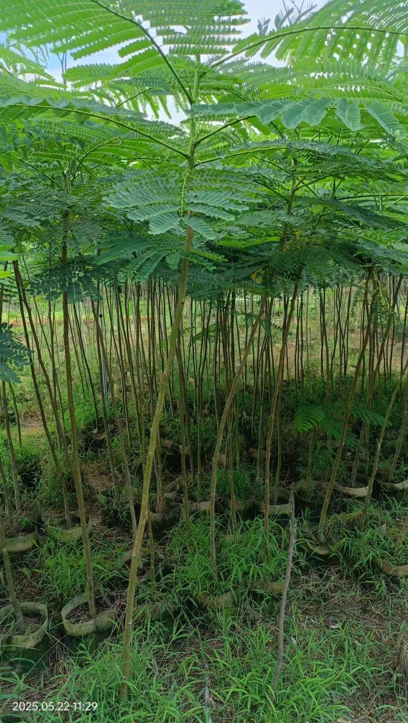 凤凰木绿化苗木规格多种类全电联详谈