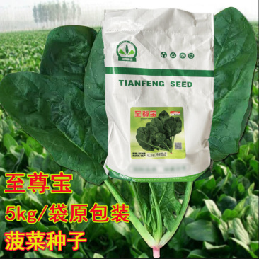 至尊宝菠菜种子10斤原装叶厚圆润叶色黑亮绿耐热耐寒