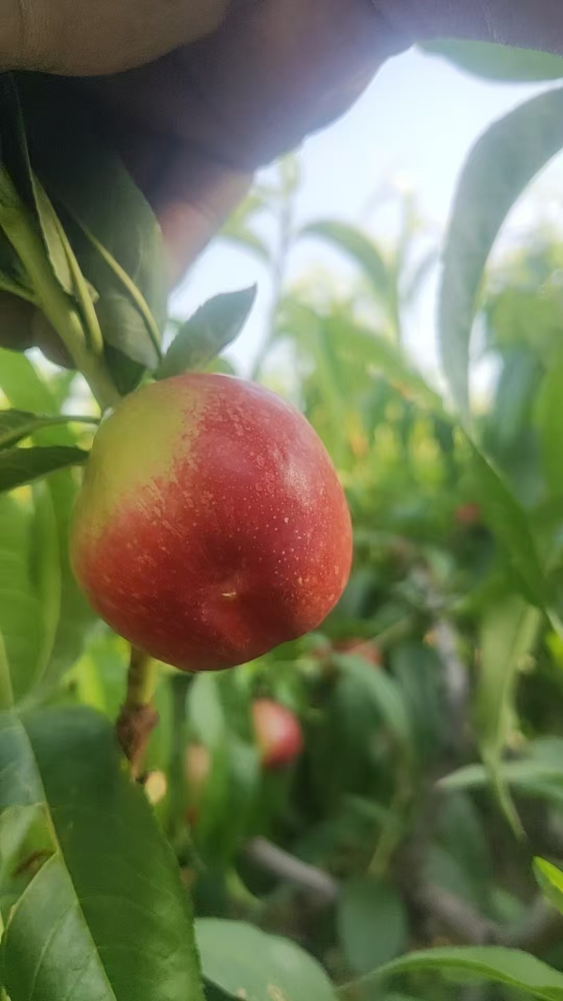 陕西油桃城固精品大量有货产地直供货源充足