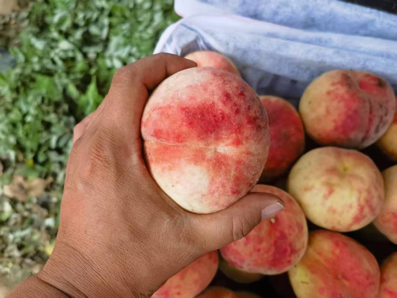精品毛桃大量上市口感好质量高对接电商平台