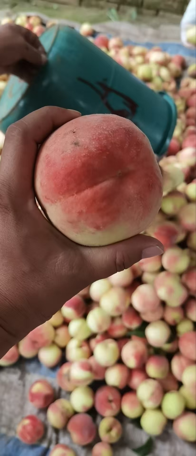 精品毛桃大量上市口感好质量高对接电商平台