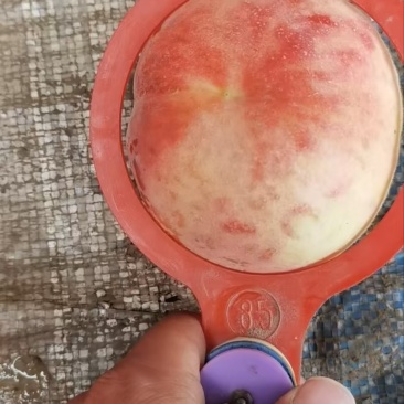 毛桃突围桃新鲜种植基地直发可视频看货