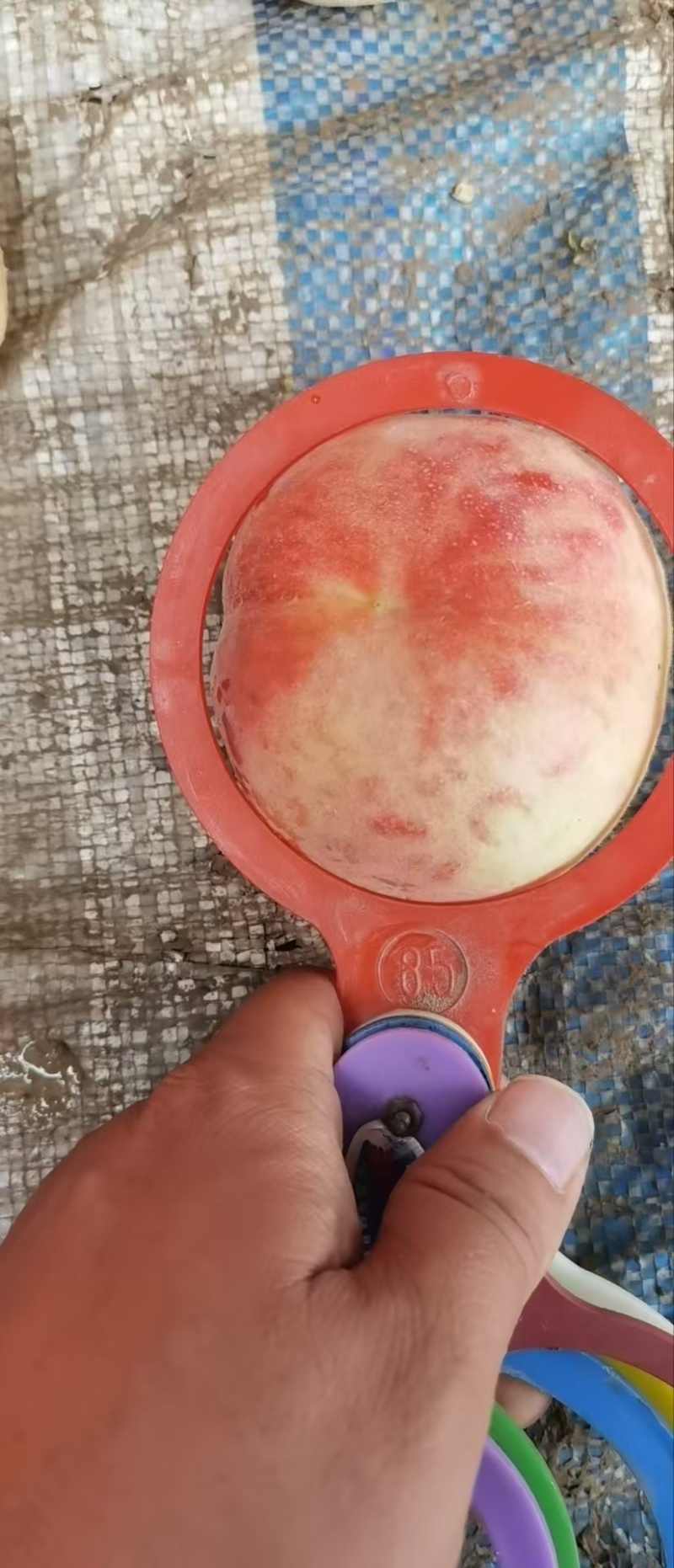 毛桃突围桃新鲜种植基地直发可视频看货