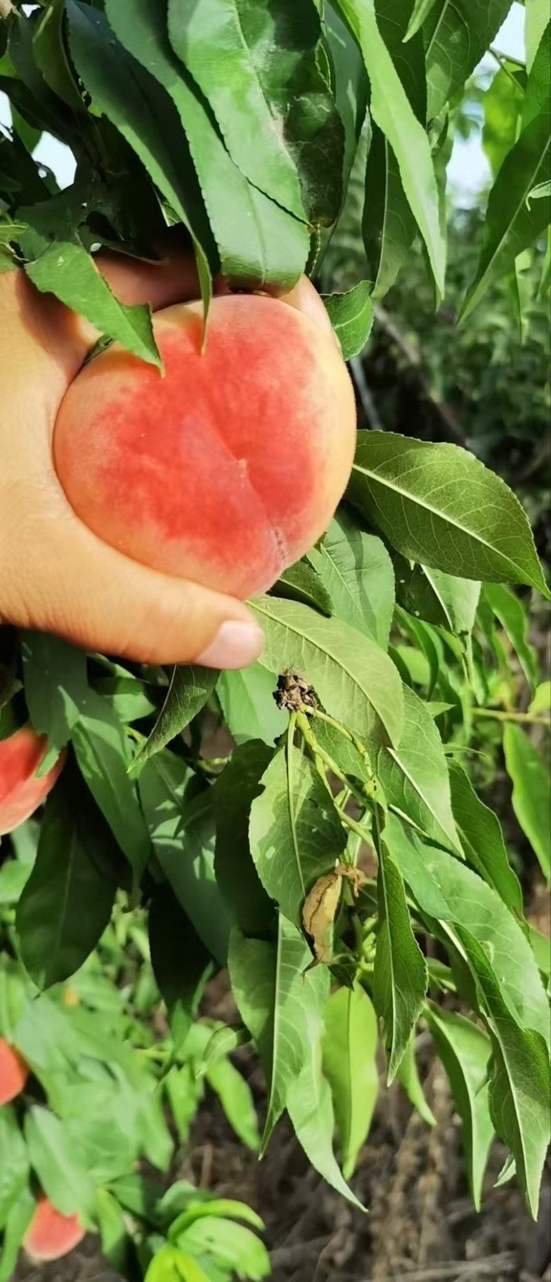 毛桃突围桃新鲜种植基地直发可视频看货
