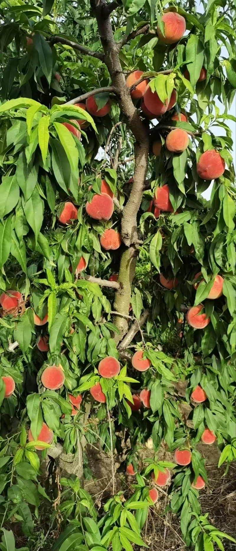 毛桃突围桃新鲜种植基地直发可视频看货