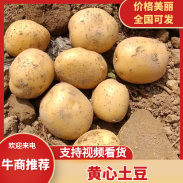 【精品】黄心土豆产地直销货源充足价格优惠一手货源