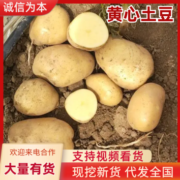 新鲜黄心土豆，口感细腻，营养丰富，价格优惠欢迎咨询采购