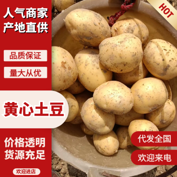 【量大优惠】黄皮黄心土豆，沃土5号品质保障可视频看货