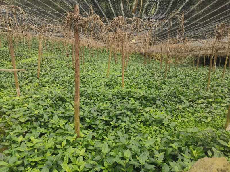 糯米香草