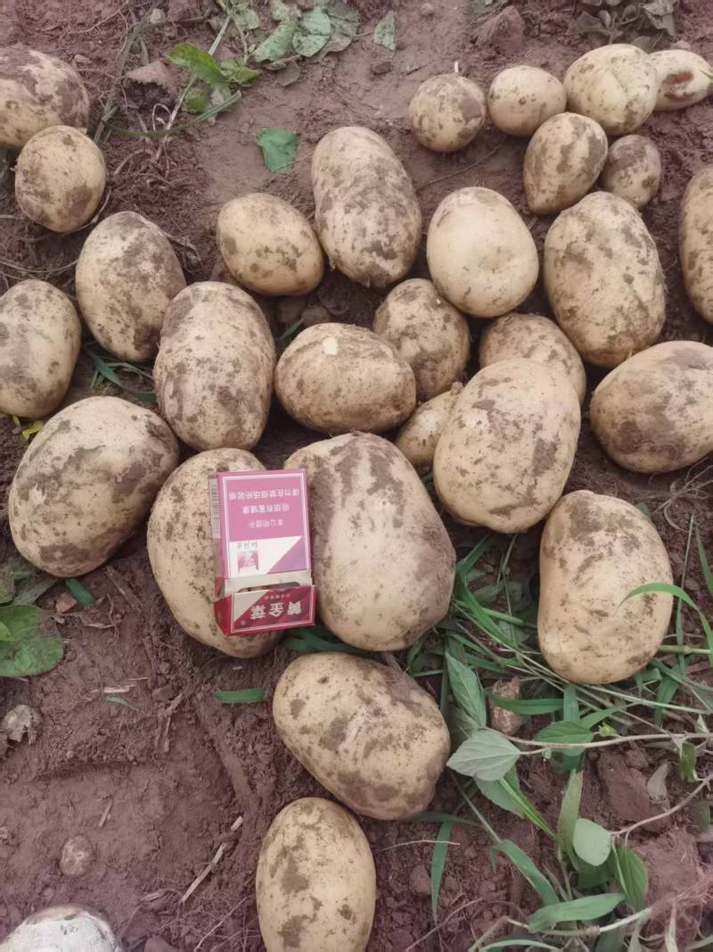 好货推荐土豆精品黄心土豆全国发货对接电商市场商超