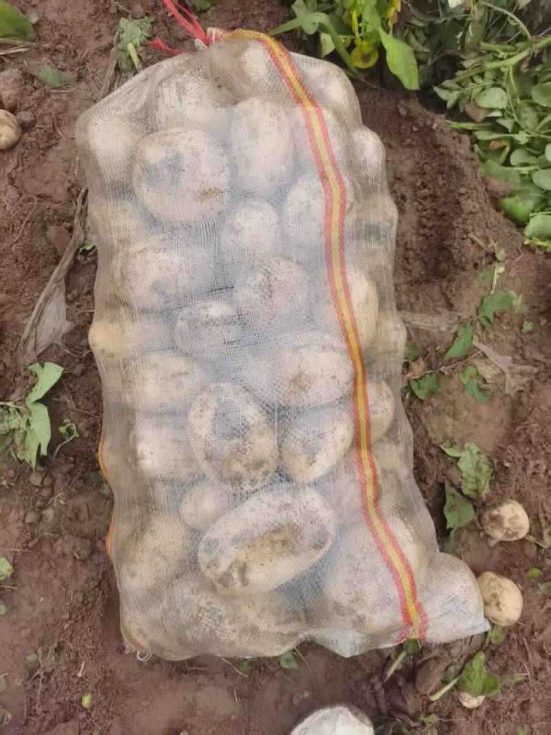 好货推荐土豆精品黄心土豆全国发货对接电商市场商超