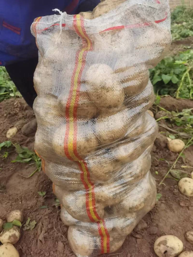 好货推荐土豆精品黄心土豆全国发货对接电商市场商超