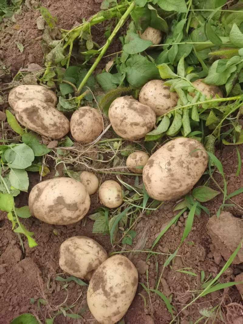 好货推荐土豆精品黄心土豆全国发货对接电商市场商超