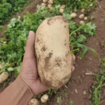 好货推荐土豆精品黄心土豆全国发货对接电商市场商超