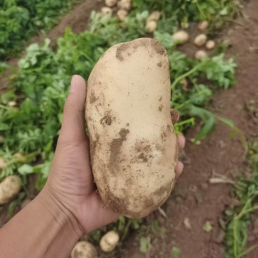 好货推荐土豆精品黄心土豆全国发货对接电商市场商超
