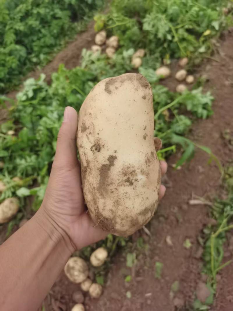 好货推荐土豆精品黄心土豆全国发货对接电商市场商超