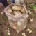 好货推荐土豆精品黄心土豆全国发货对接电商市场商超