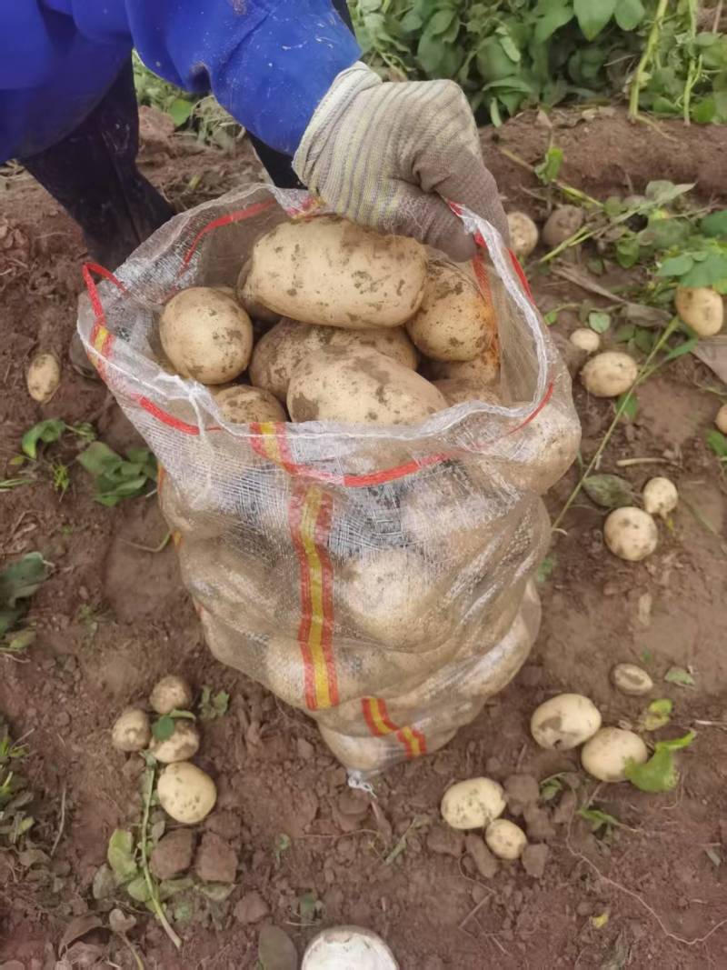 好货推荐土豆精品黄心土豆全国发货对接电商市场商超