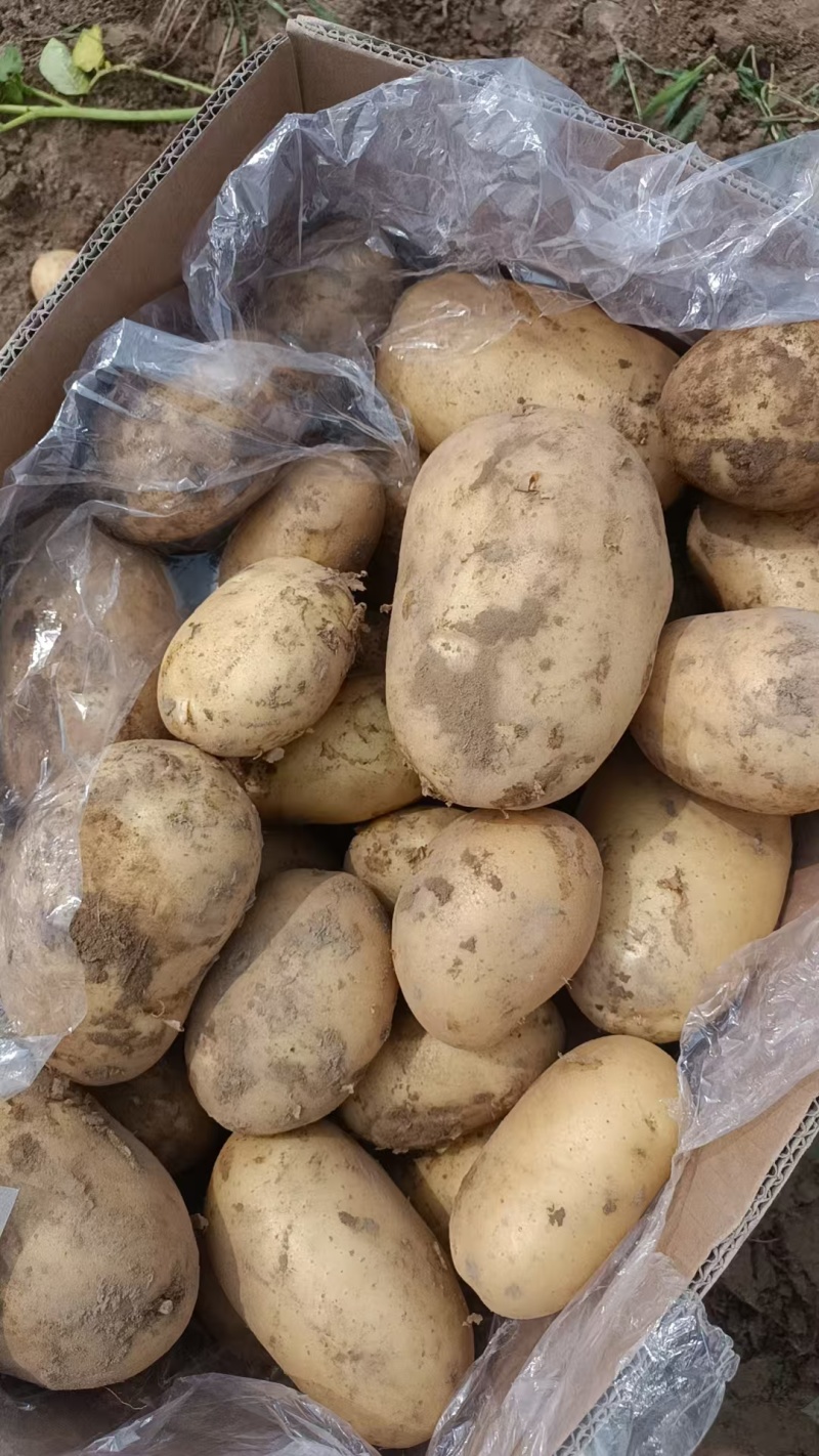 好货推荐土豆精品黄心土豆全国发货对接电商市场商超