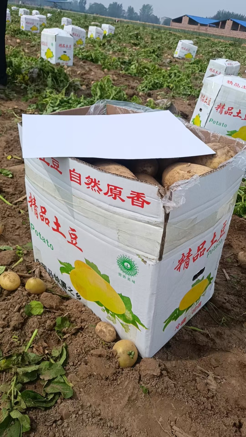 好货推荐土豆精品黄心土豆全国发货对接电商市场商超