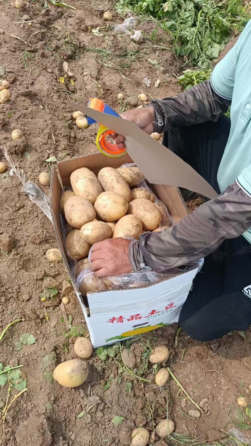 好货推荐土豆精品黄心土豆全国发货对接电商市场商超