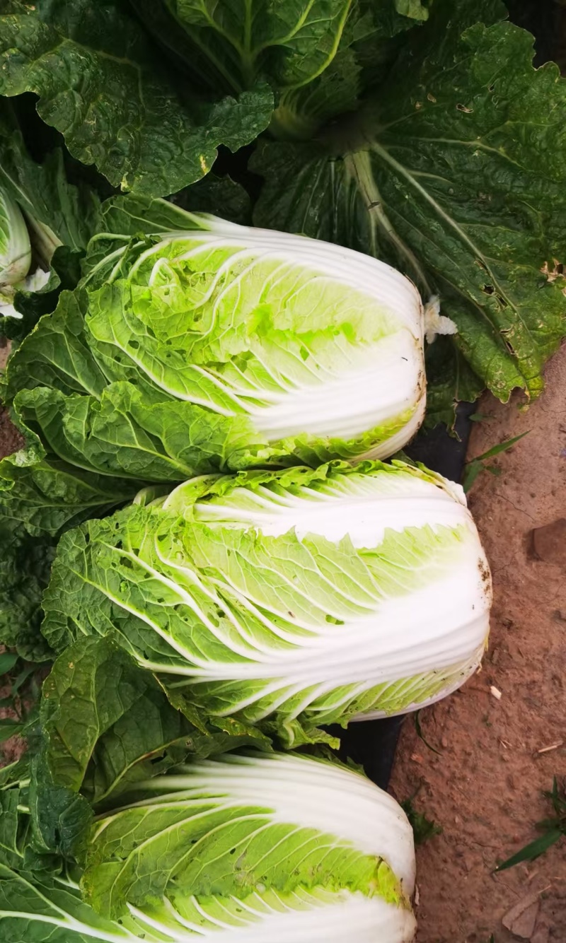 黄心大白菜对接全国食堂加工厂量大价优欢迎来电