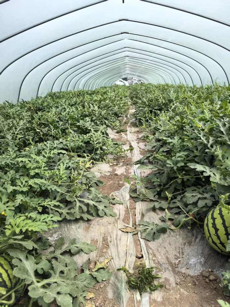 安徽西瓜无籽美都西瓜对接电商市场商超可视频看货