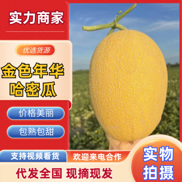 新疆哈密瓜金色年华哈密瓜大量供应商超品质代发全国