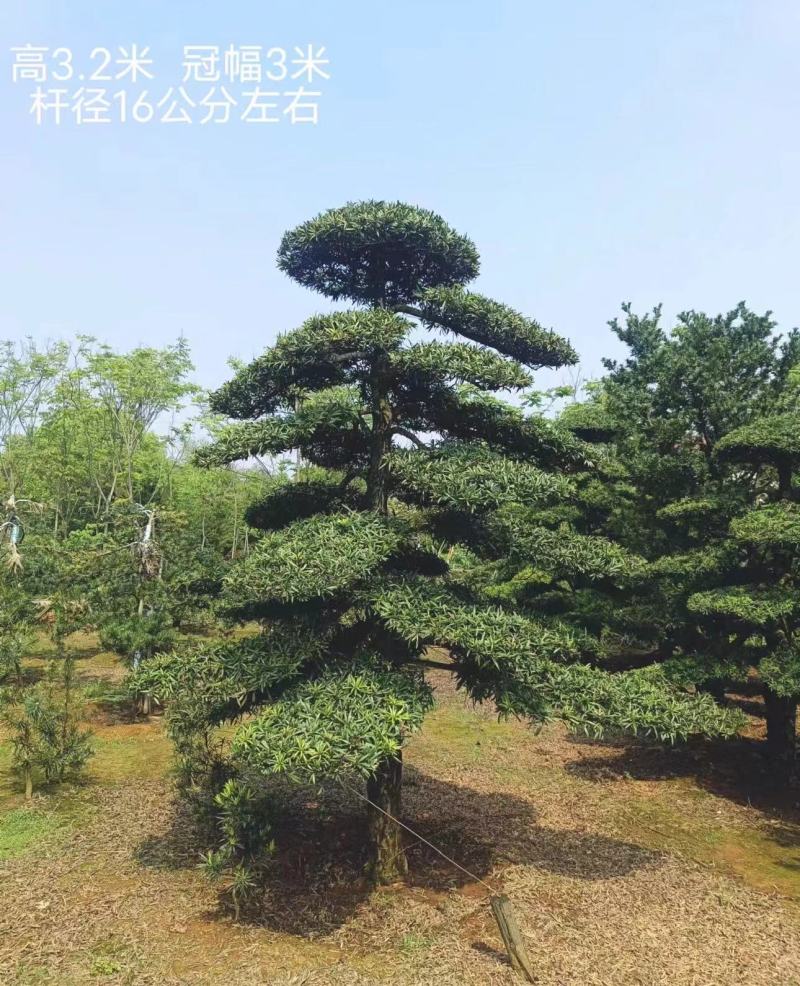 造型罗汉松黑松五针松源头产地大量供应