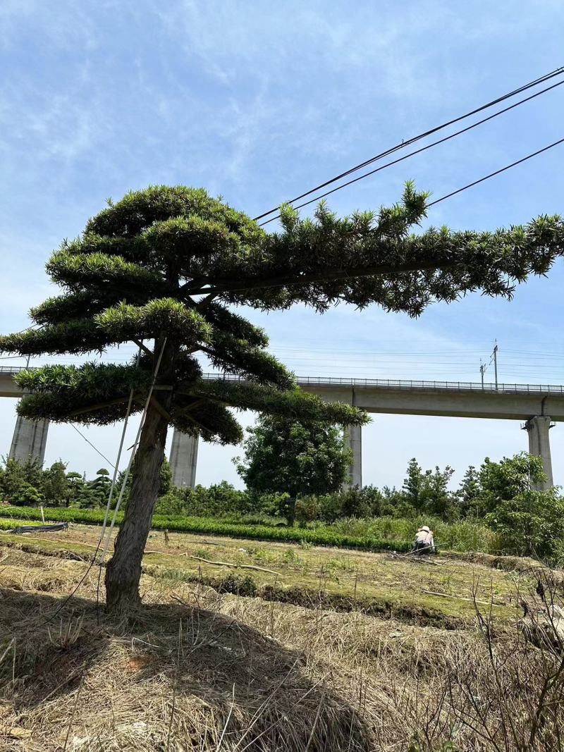 造型罗汉松黑松五针松源头产地大量供应
