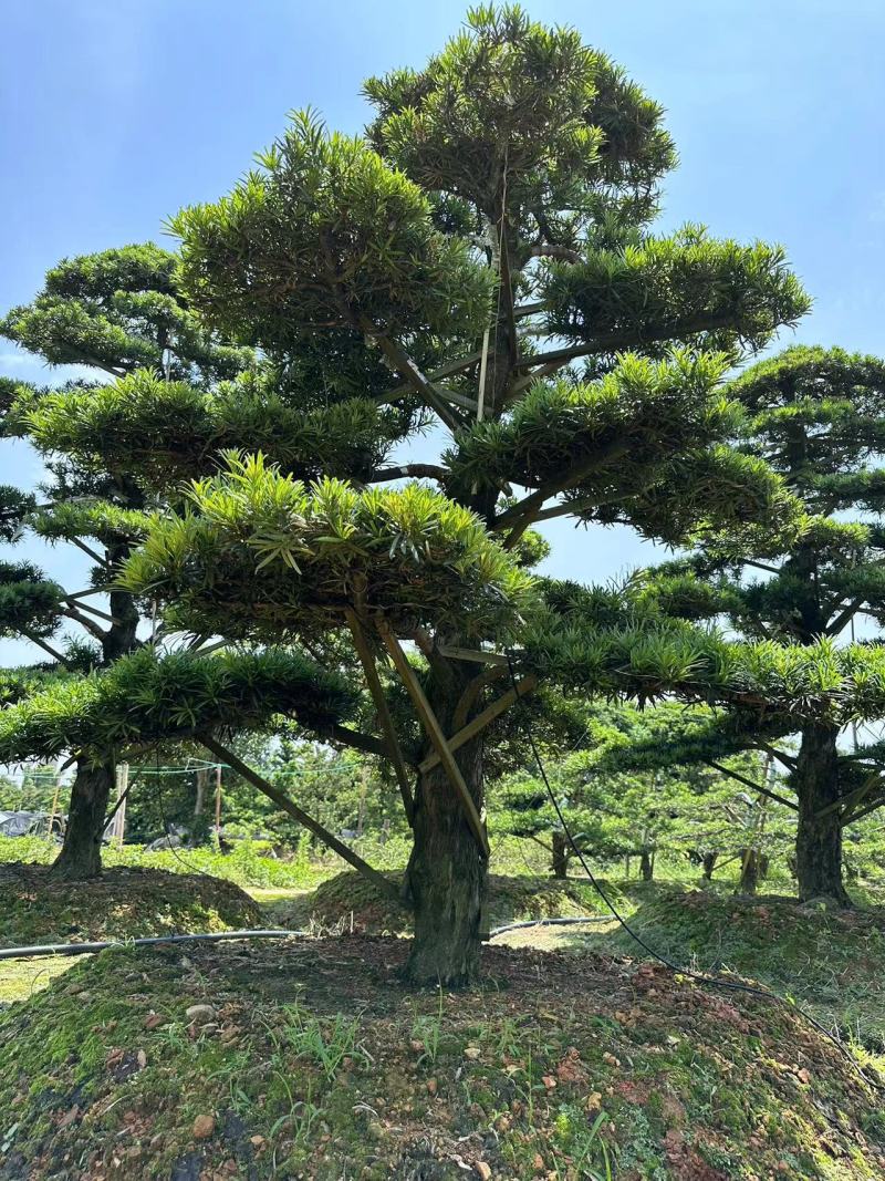 造型罗汉松黑松五针松源头产地大量供应