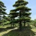 造型罗汉松黑松五针松源头产地大量供应