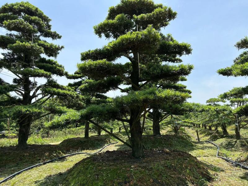 造型罗汉松黑松五针松源头产地大量供应